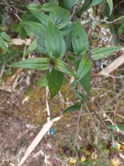 Alloispermum