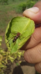 Neoclytus cacicus