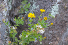 Heterotheca viscida