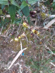 Alloispermum