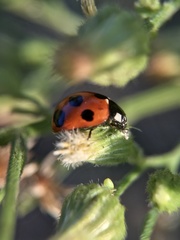 Coccinella septempunctata