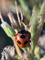 Coccinella septempunctata