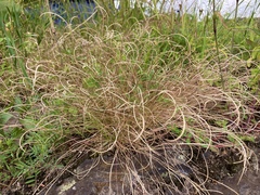 Microchloa kunthii