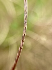 Microchloa kunthii