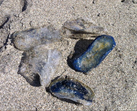 Velella velella