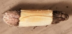 Anacampsis coverdalella