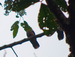 Patagioenas subvinacea