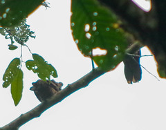 Patagioenas subvinacea