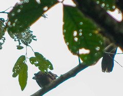 Patagioenas subvinacea