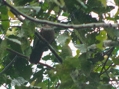 Patagioenas subvinacea