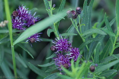 Vernonia marginata