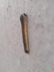 Lepidoptera