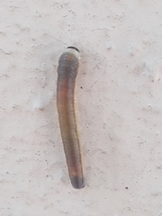 Lepidoptera