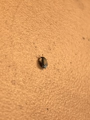 Sennius discolor