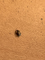 Sennius discolor
