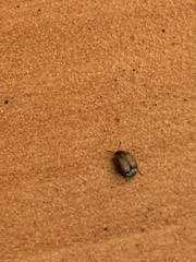 Sennius discolor