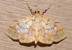Polygrammodes flavidalis