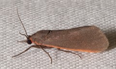 Virbia laeta
