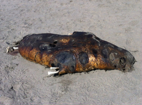 Otariidae