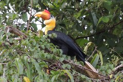 Rhabdotorrhinus corrugatus