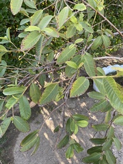 Psidium guajava