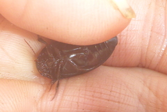 Ilybiosoma seriatum