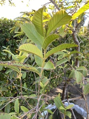 Psidium guajava