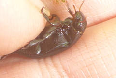 Ilybiosoma seriatum