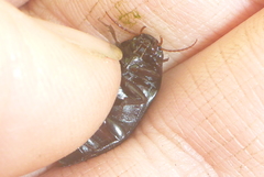 Ilybiosoma seriatum