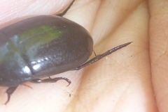 Ilybiosoma seriatum