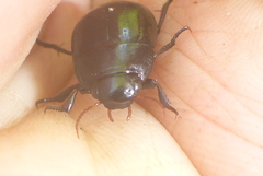 Ilybiosoma seriatum