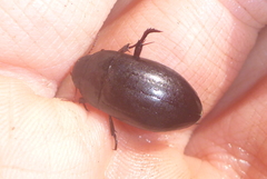 Ilybiosoma seriatum