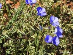 Linum narbonense