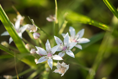 Allium rhizomatum