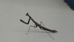 Mantodea