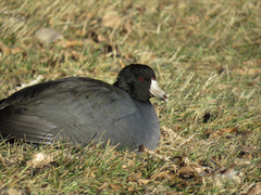 Fulica americana