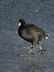 Fulica americana