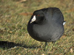 Fulica americana