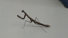Mantodea
