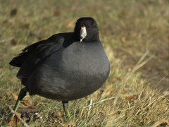 Fulica americana