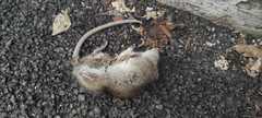 Rattus norvegicus