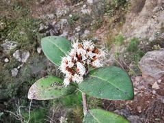Ageratina viburnoides