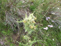 Cirsium parryi