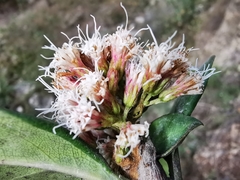 Ageratina viburnoides