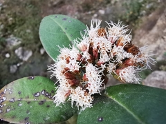 Ageratina viburnoides