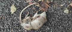 Rattus norvegicus