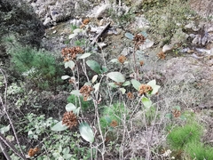 Ageratina viburnoides