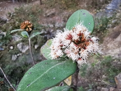 Ageratina viburnoides
