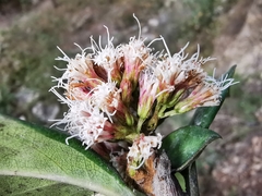 Ageratina viburnoides