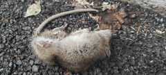 Rattus norvegicus